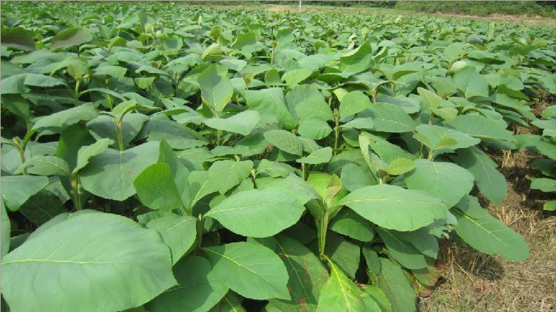 廣西來賓柚木樹苗圖片