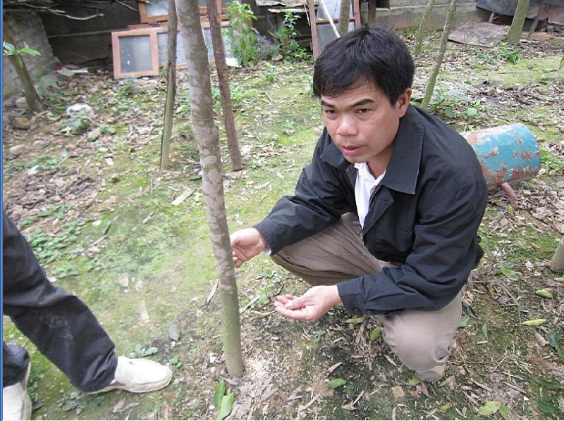 供應(yīng)廣西廣東沉香樹苗