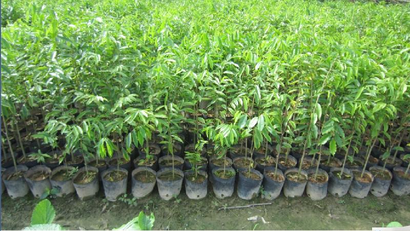 供應(yīng)廣西廣東沉香樹苗