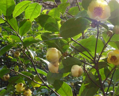 供应金花茶种苗种植批发价格