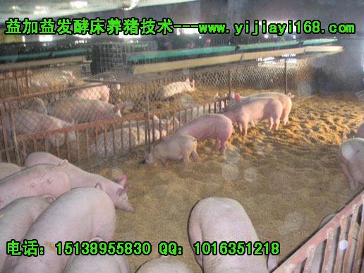 供应塑料大棚发酵床养猪操作技术养猪发酵床专用EM菌种方法