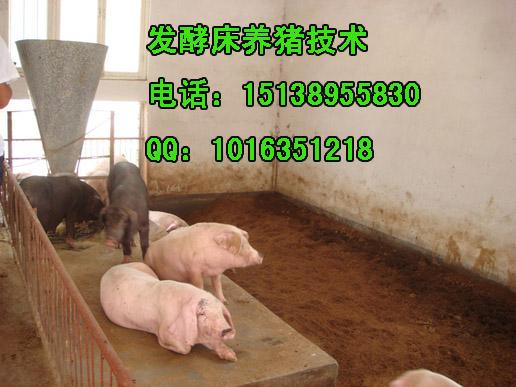 益加益发酵床养猪制作技术方法图片