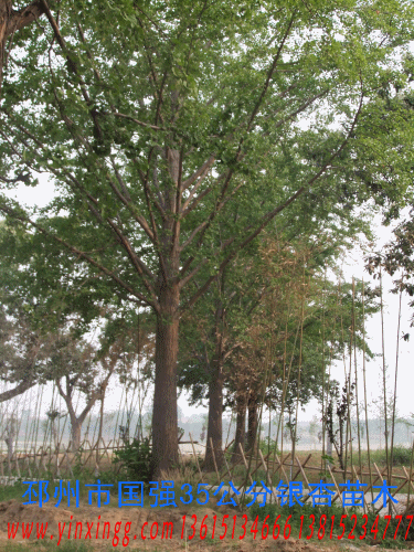 供應(yīng)銀杏基地