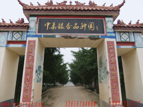 貴州銀杏苗木價(jià)格咨詢(xún)圖片