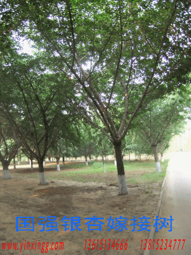 供應(yīng)銀杏苗