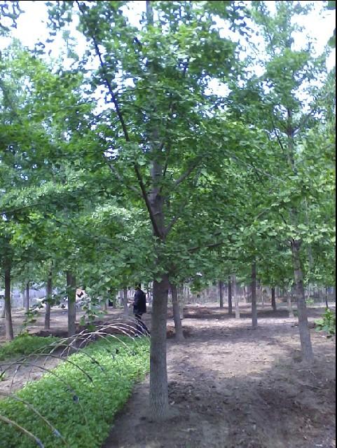 供應(yīng)銀杏苗