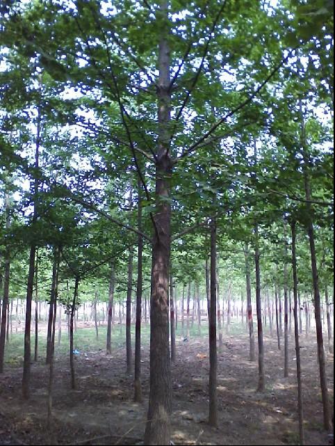 供應(yīng)銀杏樹(shù)小苗