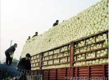 甘藍圖片/甘藍樣板圖 (3)