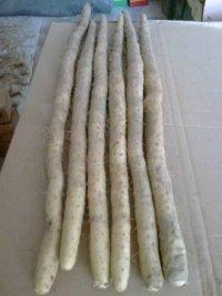 南昌哪里有鐵棍山藥批發(fā)圖片