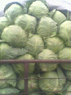 供應(yīng)山東卷心菜種植基地