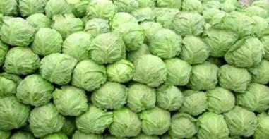 甘藍圖片/甘藍樣板圖 (2)