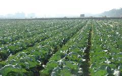 甘藍(lán)基地圖片/甘藍(lán)基地樣板圖 (4)