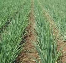 分蔥脫水加工蘆筍青白蘆筍圖片