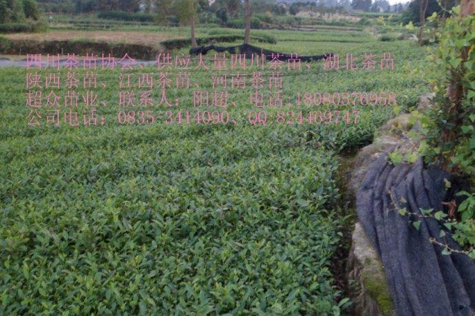 供應(yīng)雅安茶葉茶苗、雅安茶葉產(chǎn)業(yè)未來(lái)發(fā)展、四川茶苗