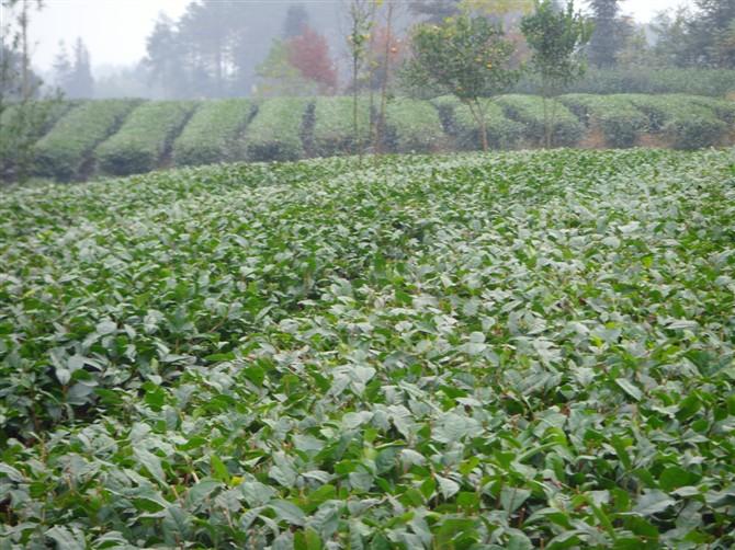 供應(yīng)*茶樹(shù)苗、四川*茶苗、*茶樹(shù)苗