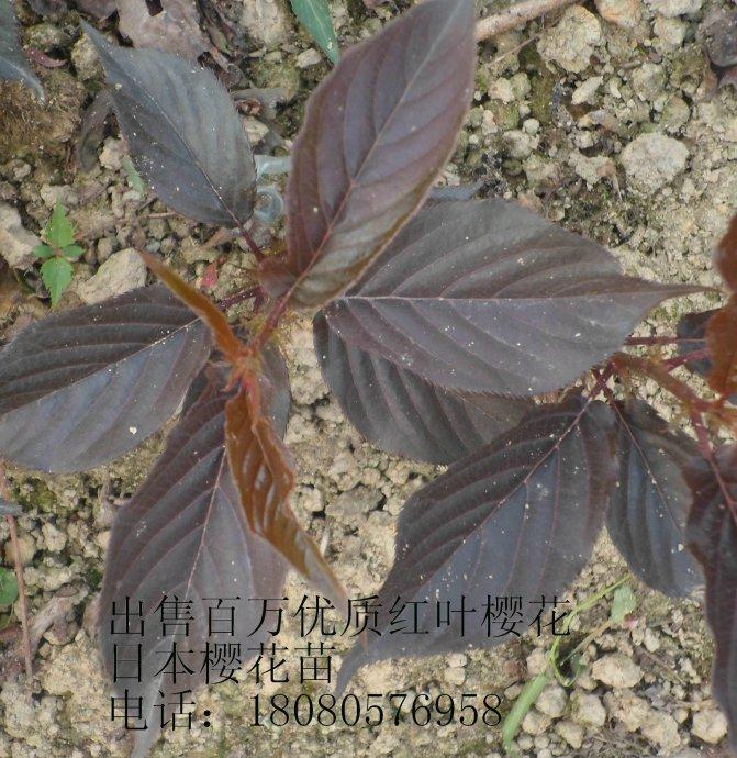 供應(yīng)紅葉櫻花苗、成都櫻花苗