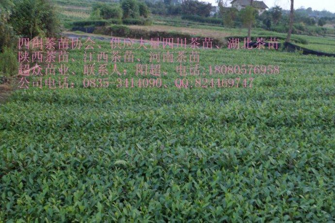 供應(yīng)雅安茶葉茶苗、雅安茶葉產(chǎn)業(yè)未來(lái)發(fā)展、四川茶苗