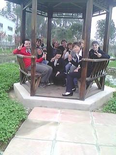 供應優(yōu)質龍井茶苗、龍井43號茶苗