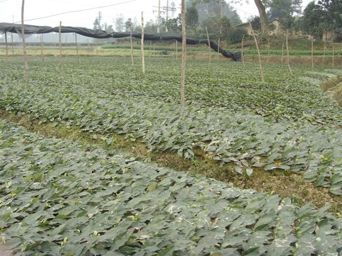 供應(yīng)*茶樹(shù)苗、四川*茶苗、*茶樹(shù)苗