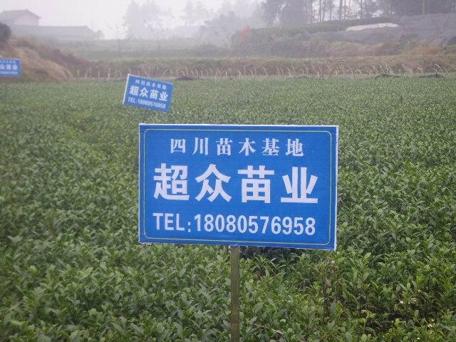 供应江西茶苗基地江西茶苗、江西湖北茶苗、江西陕西茶苗图片