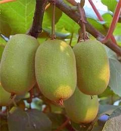 供應(yīng)四川紅心獼猴桃苗紅心果苗、四川獼猴桃實生苗、紅陽獼猴桃苗