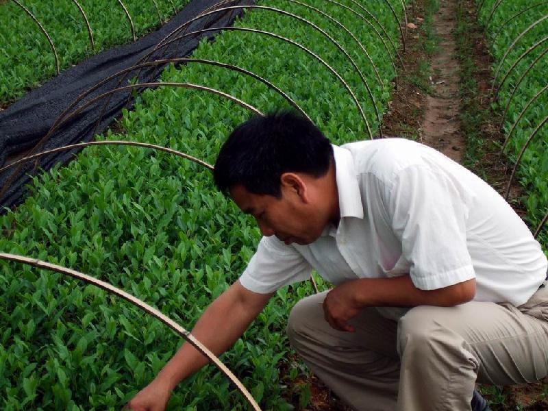 供應(yīng)大量龍井茶苗龍井茶苗的特點(diǎn)
