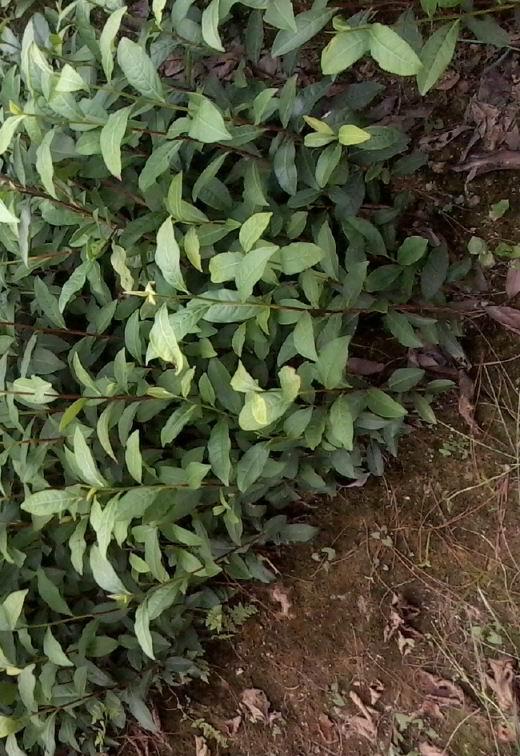 供應(yīng)福鼎九號(hào)龍井茶苗*出售