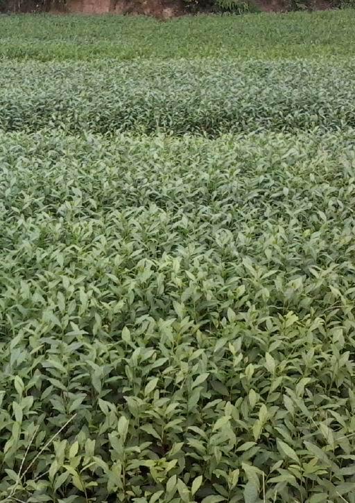 供應(yīng)千萬茶苗