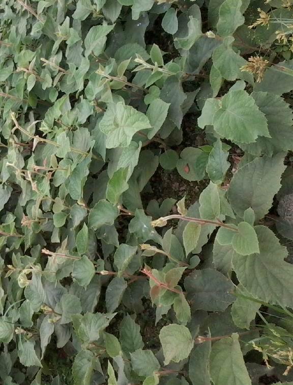 供應(yīng)四川紅心果苗獼猴桃種苗