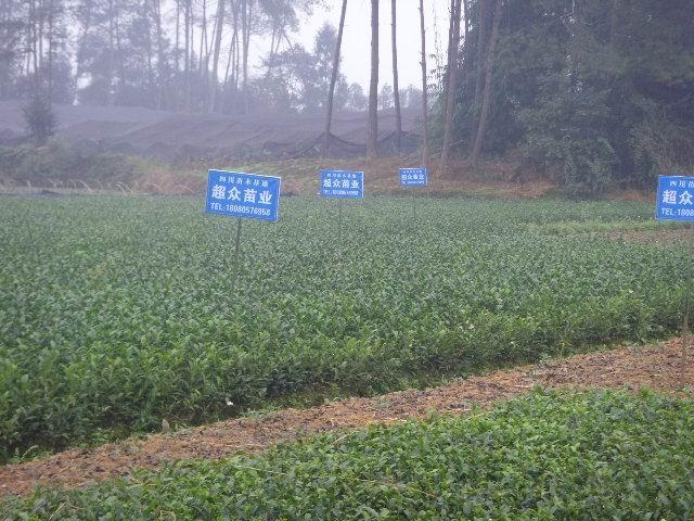 供應(yīng)湖北茶葉苗、恩施茶葉苗基地、福鼎白茶苗