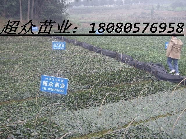 供應(yīng)大量茶樹種子茶葉種子茶種