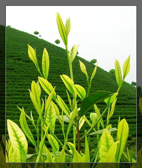 供應(yīng)雅安白茶苗