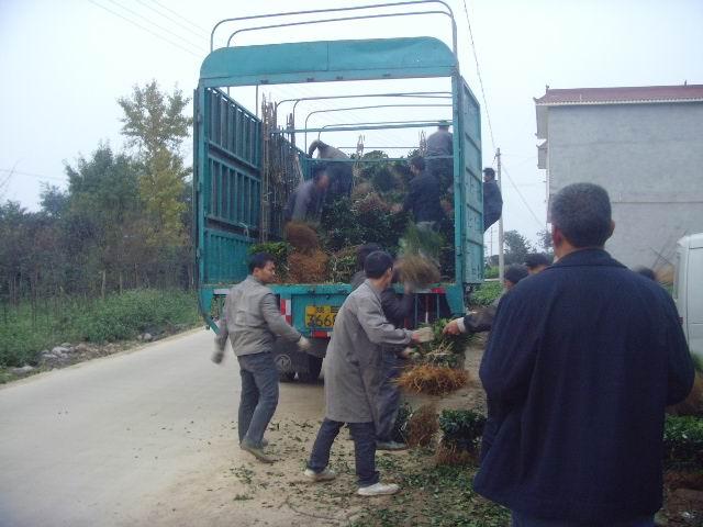 供應(yīng)湖北茶苗襄陽(yáng)茶葉苗、湖北黃陂茶苗