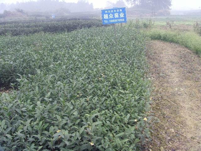 供應名山茶苗名山茶苗基地、名山白茶苗、名山9號茶苗