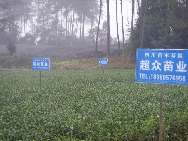 供應(yīng)烏牛早茶苗龍井茶苗迎霜茶苗、四川茶苗苗圃基地