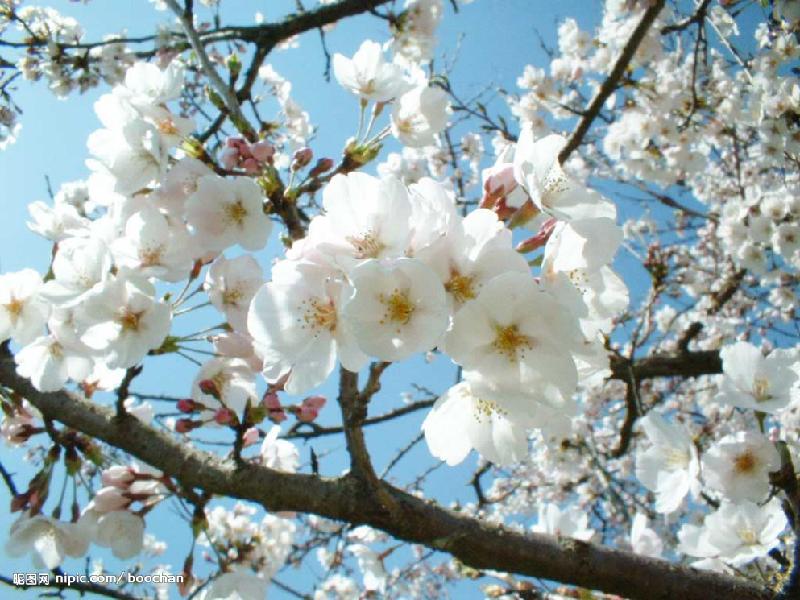 供應四川櫻花成都櫻花苗四川日本櫻花、四川紅葉櫻花