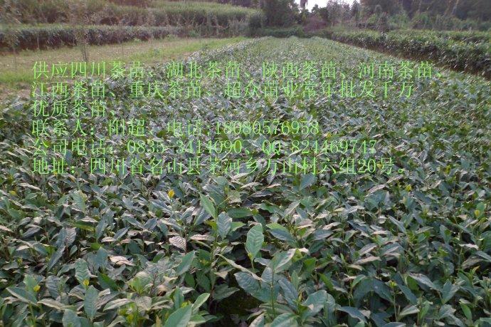 供應(yīng)上海大量茶葉苗、上海茶苗、優(yōu)質(zhì)茶苗、上海茶苗基地