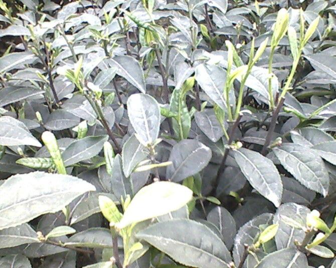 供應(yīng)大量福選九號(hào)