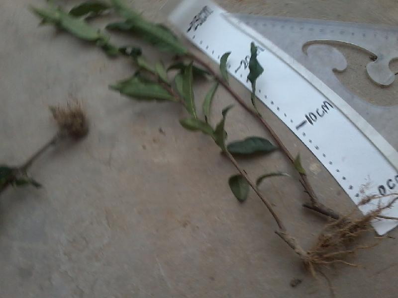 供應(yīng)福鼎大白龍井43號