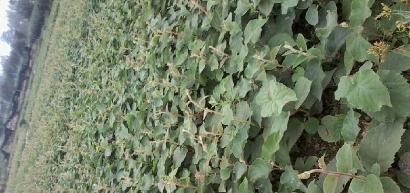 供應(yīng)四川紅心果苗獼猴桃種苗