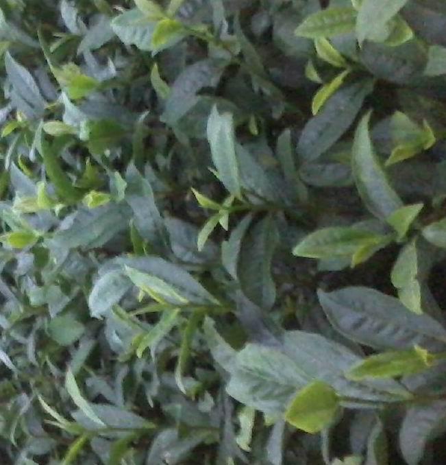 名山茶苗名山茶苗基地圖片