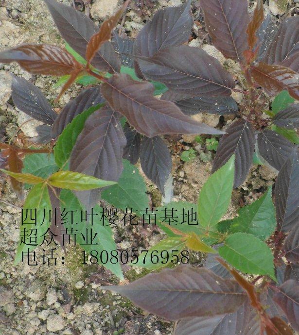 供應四川紅葉櫻花苗、日本櫻花苗、雅安紅葉櫻花苗基地