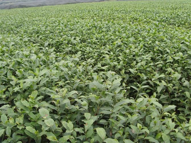 供應(yīng)適合湖北的茶苗湖北茶苗