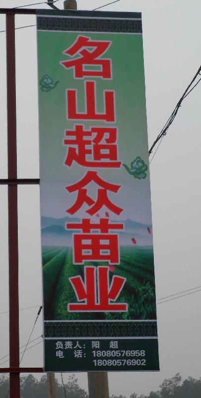 供應(yīng)大量茶樹種子茶葉種子茶種