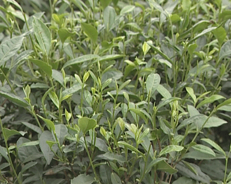 供應(yīng)種植茶苗
