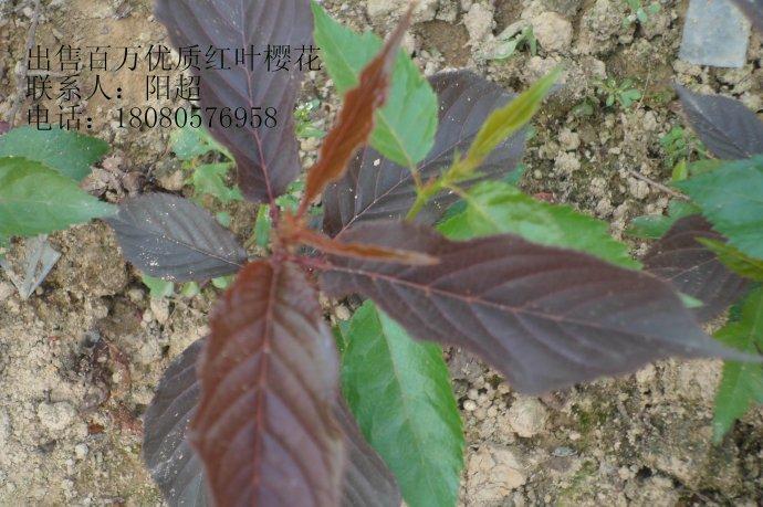 供應(yīng)紅葉櫻花苗、成都櫻花苗