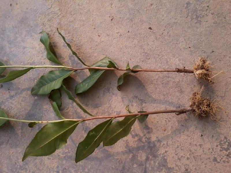 供應(yīng)大量龍井茶苗龍井茶苗的特點(diǎn)