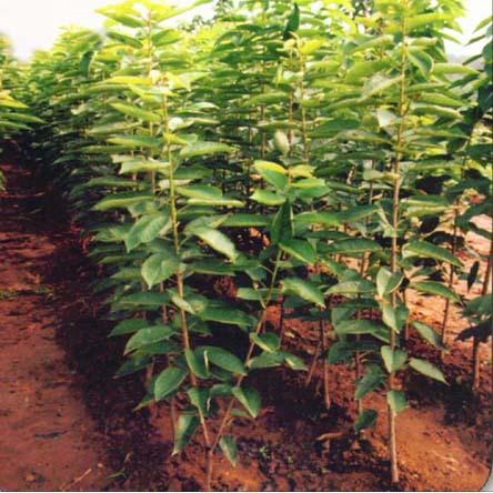 供應四川櫻花成都櫻花苗四川日本櫻花、四川紅葉櫻花