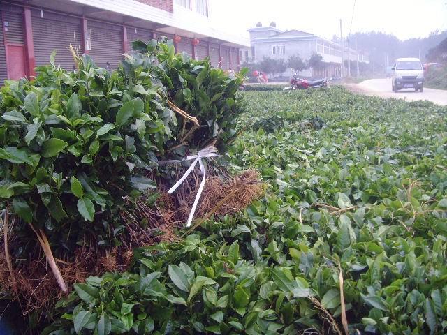 供應名山茶苗名山茶苗基地、名山白茶苗、名山9號茶苗