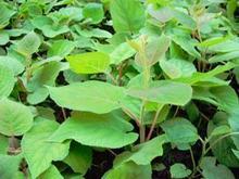 供應(yīng)四川紅心獼猴桃苗紅心果苗、四川獼猴桃實生苗、紅陽獼猴桃苗